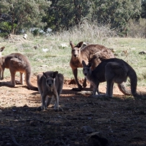 Macropus giganteus at Fyshwick, ACT - 18 Apr 2019 12:25 PM