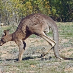 Macropus giganteus at Fyshwick, ACT - 18 Apr 2019