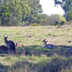 Macropus giganteus at Fyshwick, ACT - 18 Apr 2019 12:25 PM