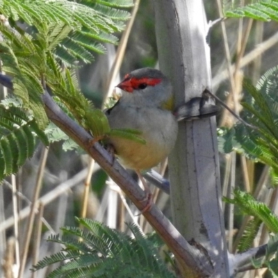 Neochmia temporalis (Red-browed Finch) at Fyshwick, ACT - 18 Apr 2019 by RodDeb
