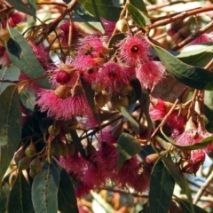 Eucalyptus leucoxylon (Yellow Gum) at Jerrabomberra Wetlands - 18 Apr 2019 by RodDeb