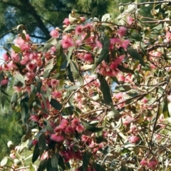 Eucalyptus leucoxylon at Jerrabomberra Wetlands - 18 Apr 2019