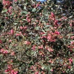 Eucalyptus leucoxylon at Jerrabomberra Wetlands - 18 Apr 2019