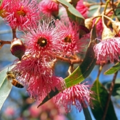 Eucalyptus leucoxylon at Jerrabomberra Wetlands - 18 Apr 2019