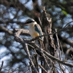 Todiramphus sanctus (Sacred Kingfisher) at Fyshwick, ACT - 18 Apr 2019 by RodDeb