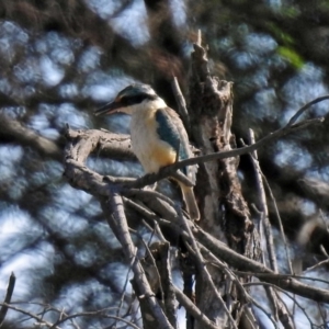 Todiramphus sanctus at Fyshwick, ACT - 18 Apr 2019