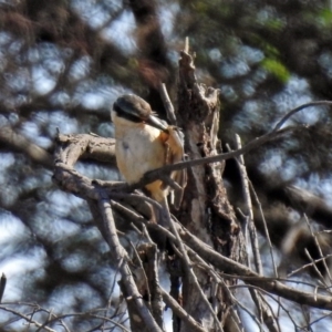 Todiramphus sanctus at Fyshwick, ACT - 18 Apr 2019