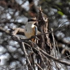 Todiramphus sanctus at Fyshwick, ACT - 18 Apr 2019