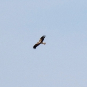 Haliastur sphenurus at Fyshwick, ACT - 18 Apr 2019 01:09 PM