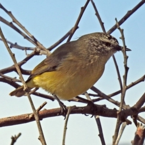 Acanthiza chrysorrhoa at Fyshwick, ACT - 18 Apr 2019