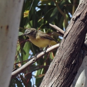 Acanthiza chrysorrhoa at Fyshwick, ACT - 18 Apr 2019