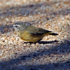 Acanthiza chrysorrhoa at Fyshwick, ACT - 18 Apr 2019 10:51 AM