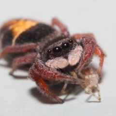 Apricia jovialis (Jovial jumping spider) at Hackett, ACT - 17 Apr 2019 by TimL