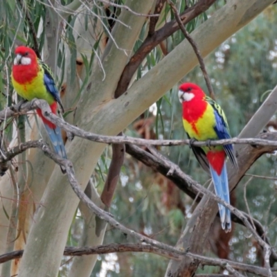 Platycercus eximius (Eastern Rosella) at Macarthur, ACT - 18 Apr 2019 by RodDeb