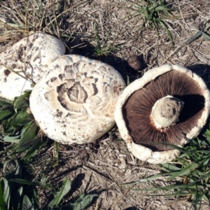 Agaricus sp. at Fyshwick, ACT - 18 Apr 2019 11:58 AM