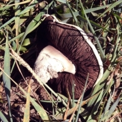 Agaricus sp. at Fyshwick, ACT - 18 Apr 2019 11:58 AM