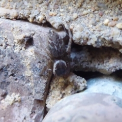 Maratus griseus (Jumping spider) at Flynn, ACT - 19 Apr 2019 by Christine