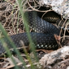 Austrelaps ramsayi (Highlands Copperhead) at Tennent, ACT - 18 Apr 2019 by SWishart