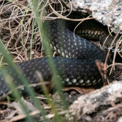 Austrelaps ramsayi (Highlands Copperhead) at Tennent, ACT - 18 Apr 2019 by SWishart