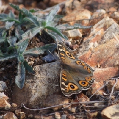 Junonia villida (Meadow Argus) at Hughes, ACT - 19 Apr 2019 by LisaH