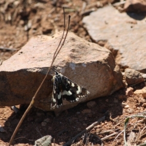 Apina callisto at Hughes, ACT - 19 Apr 2019