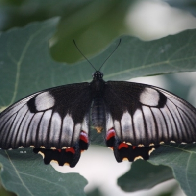 Papilio aegeus (Orchard Swallowtail, Large Citrus Butterfly) at Hughes, ACT - 19 Apr 2019 by LisaH