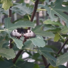 Papilio aegeus at Hughes, ACT - 19 Apr 2019