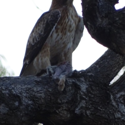 Hieraaetus morphnoides (Little Eagle) at Garran, ACT - 16 Apr 2019 by roymcd