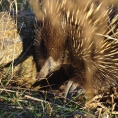 Tachyglossus aculeatus (Short-beaked Echidna) at Red Hill Nature Reserve - 19 Apr 2019 by roymcd