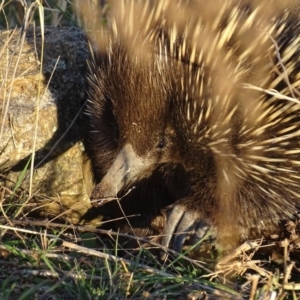 Tachyglossus aculeatus at Garran, ACT - 19 Apr 2019