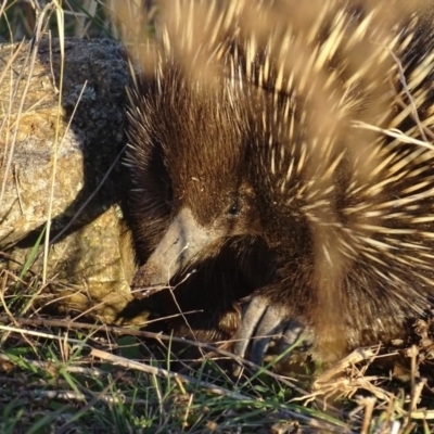 Tachyglossus aculeatus (Short-beaked Echidna) at Red Hill Nature Reserve - 19 Apr 2019 by roymcd