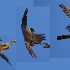 Falco longipennis (Australian Hobby) at Garran, ACT - 16 Apr 2019 by roymcd