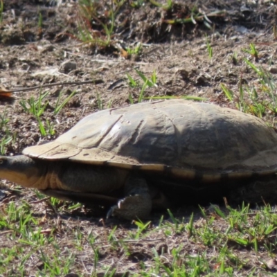 Chelodina longicollis (Eastern Long-necked Turtle) at Sutton, NSW - 18 Apr 2019 by Whirlwind