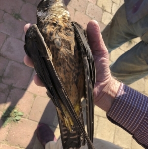 Falco longipennis at Michelago, NSW - 18 Apr 2019 09:23 AM