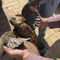 Falco longipennis at Michelago, NSW - 18 Apr 2019 09:23 AM