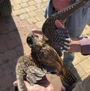 Falco longipennis at Michelago, NSW - 18 Apr 2019 09:23 AM