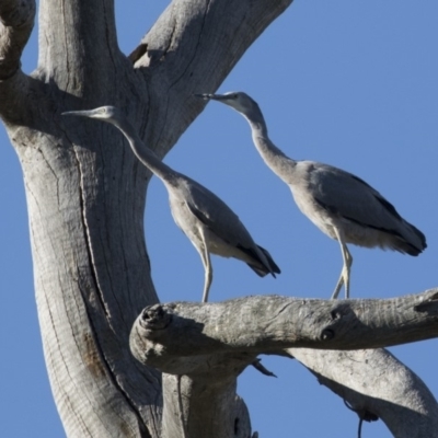 Egretta novaehollandiae (White-faced Heron) at Michelago, NSW - 9 Jan 2019 by Illilanga