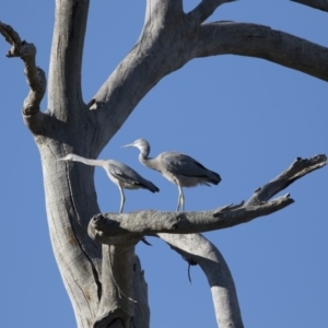 Egretta novaehollandiae at Michelago, NSW - 9 Jan 2019 05:21 PM