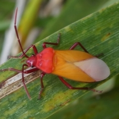 Oncopeltus (Oncopeltus) sordidus (Milk vine bug) at Undefined, NSW - 19 Mar 2019 by HarveyPerkins