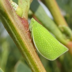 Siphanta sp. (genus) (Green planthopper, Torpedo bug) at Undefined, NSW - 21 Mar 2019 by HarveyPerkins