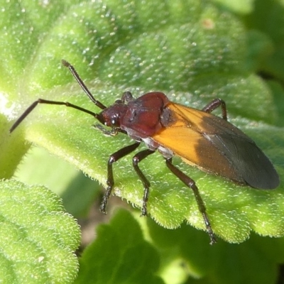 Oncopeltus (Oncopeltus) sordidus (Milk vine bug) at Undefined, NSW - 22 Mar 2019 by HarveyPerkins