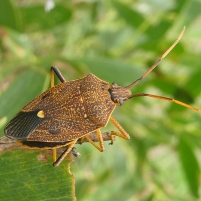 Poecilometis strigatus (Gum Tree Shield Bug) at Undefined, NSW - 24 Mar 2019 by HarveyPerkins