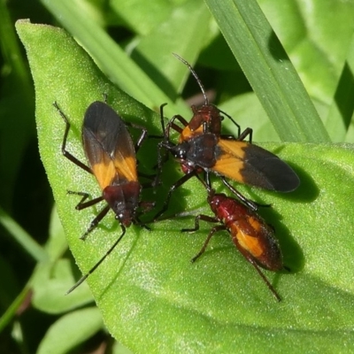 Oncopeltus (Oncopeltus) sordidus (Milk vine bug) at Undefined, NSW - 26 Mar 2019 by HarveyPerkins