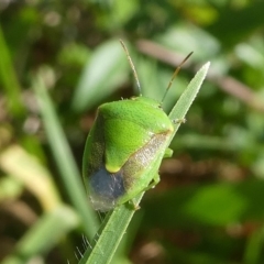 Plautia affinis (Green stink bug) at Undefined, NSW - 26 Mar 2019 by HarveyPerkins