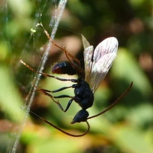 Myrmecia sp. (genus) at Barunguba (Montague) Island - 19 Mar 2019 03:36 PM