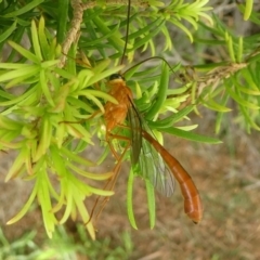 Netelia sp. (genus) (An Ichneumon wasp) at Undefined, NSW - 20 Mar 2019 by HarveyPerkins