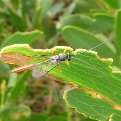 Heteropelma scaposum (Two-toned caterpillar parasite wasp) at Undefined, NSW - 20 Mar 2019 by HarveyPerkins