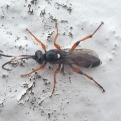 Ichneumon promissorius (Banded caterpillar parasite wasp) at Undefined, NSW - 21 Mar 2019 by HarveyPerkins