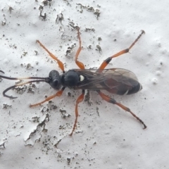 Ichneumon promissorius (Banded caterpillar parasite wasp) at Undefined, NSW - 20 Mar 2019 by HarveyPerkins