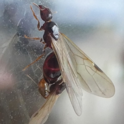 Formicidae (family) (Unidentified ant) at Undefined, NSW - 22 Mar 2019 by HarveyPerkins